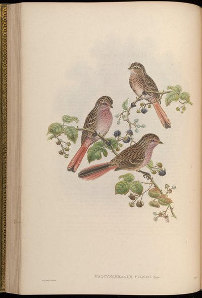 Urocynchramus pylzowi - John Gould